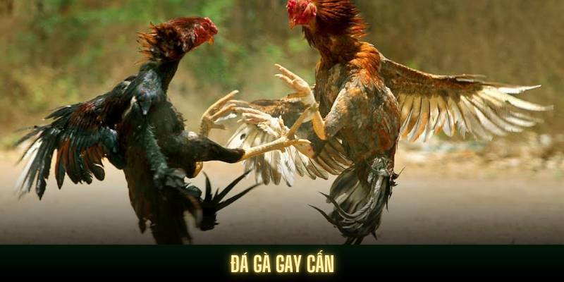 Trường đá gà hấp dẫn